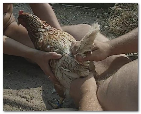 Man Fuck Chicken Porn Zoophilia Chicken Xxx.
