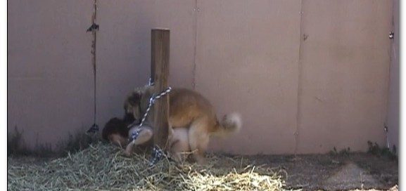 AnimalFlix.Com - Dogs Just Wanna Have Fun