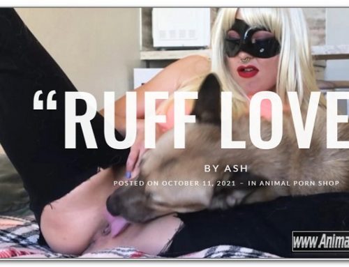 Ash – Ruff Love