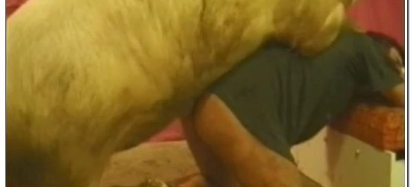 25 - Wild Boar Fucks A Girl - Sex With Pigs