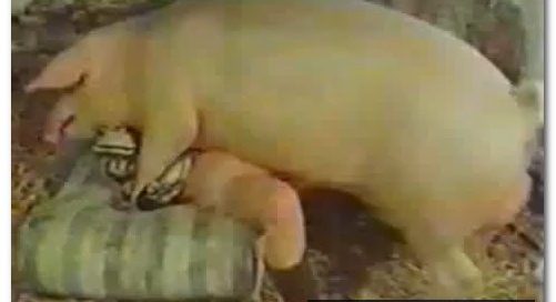 40 - Wild Boar Fucks A Girl - Sex With Pigs